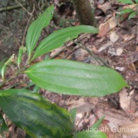 Cinnamomum capparu-coronde Blume